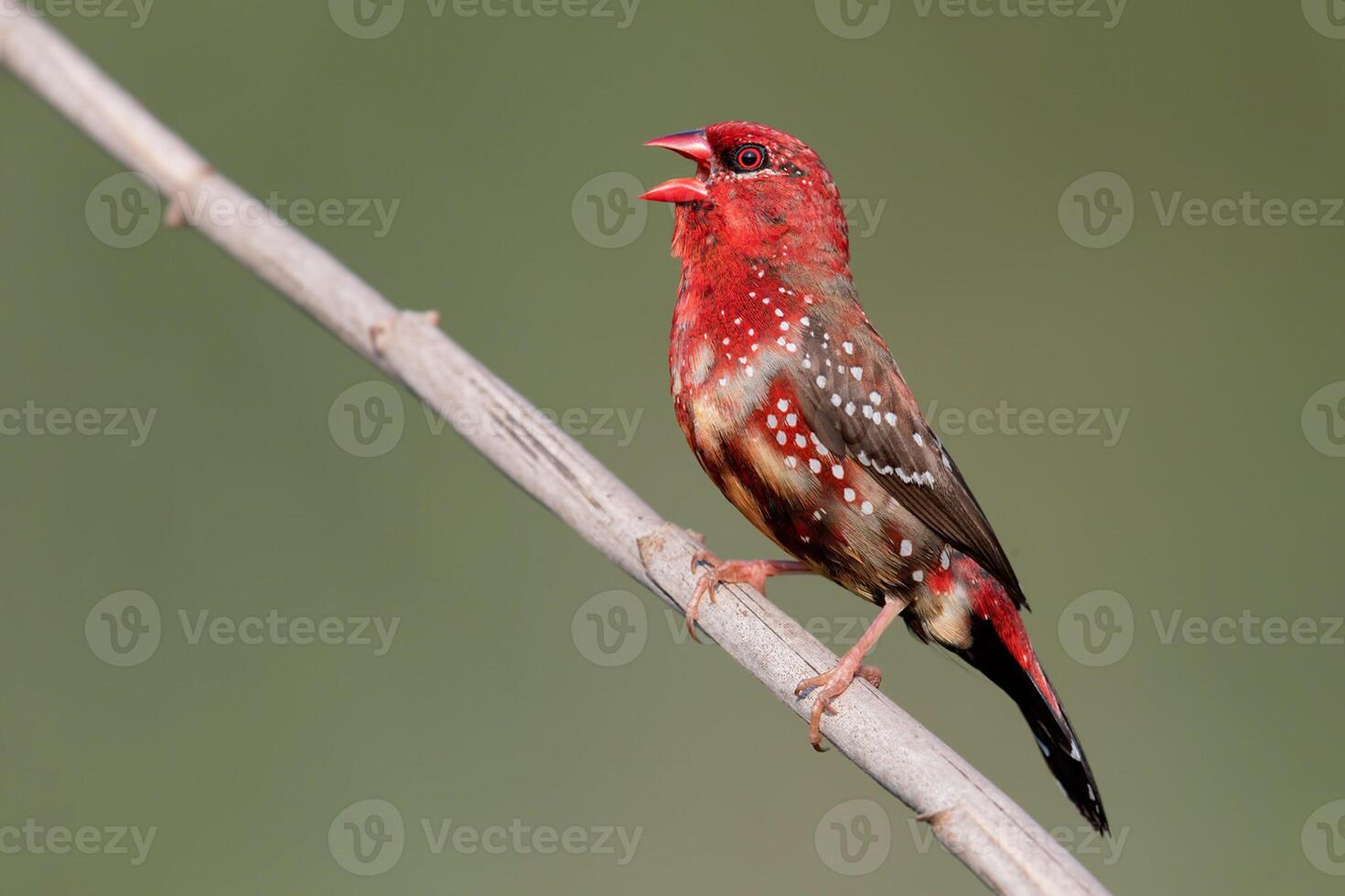 fågel fotografi, fågel bild, mest skön fågel fotografi, natur fotografi foto