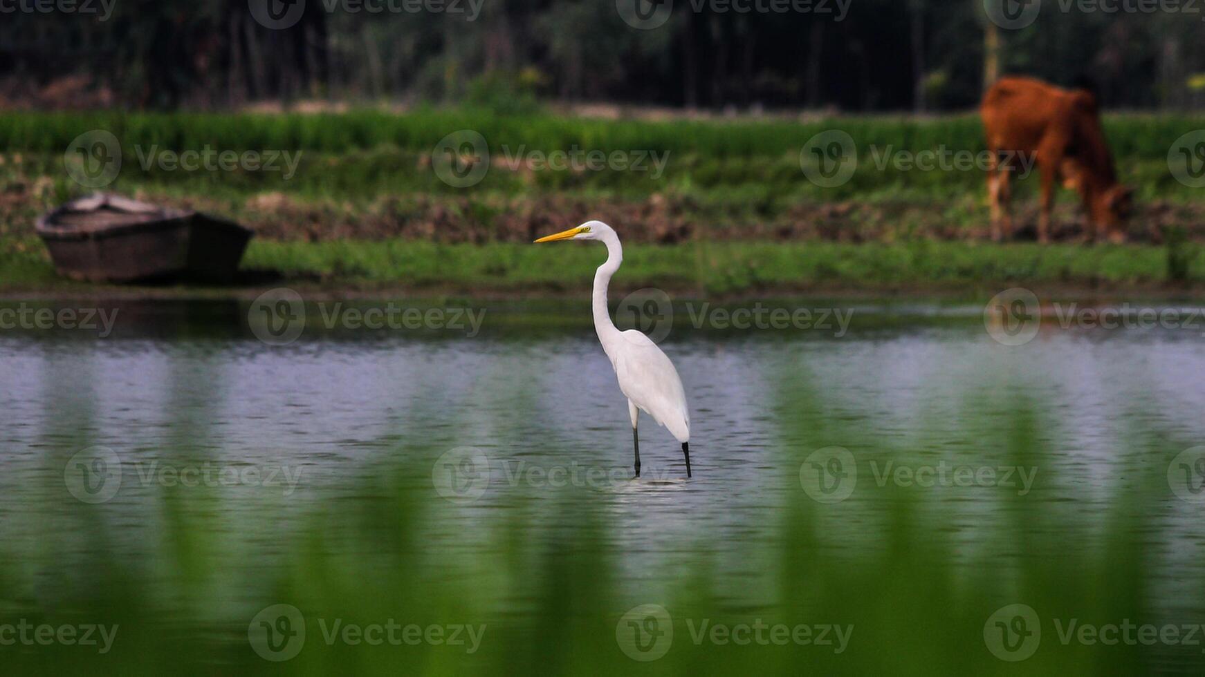 fågel fotografi, fågel bild, mest skön fågel fotografi, natur fotografi foto