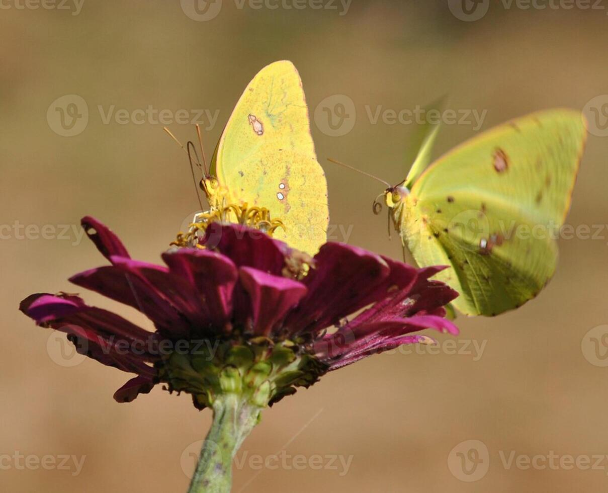 monark, skön fjäril fotografi, skön fjäril på blomma, makro fotografi, skön natur foto