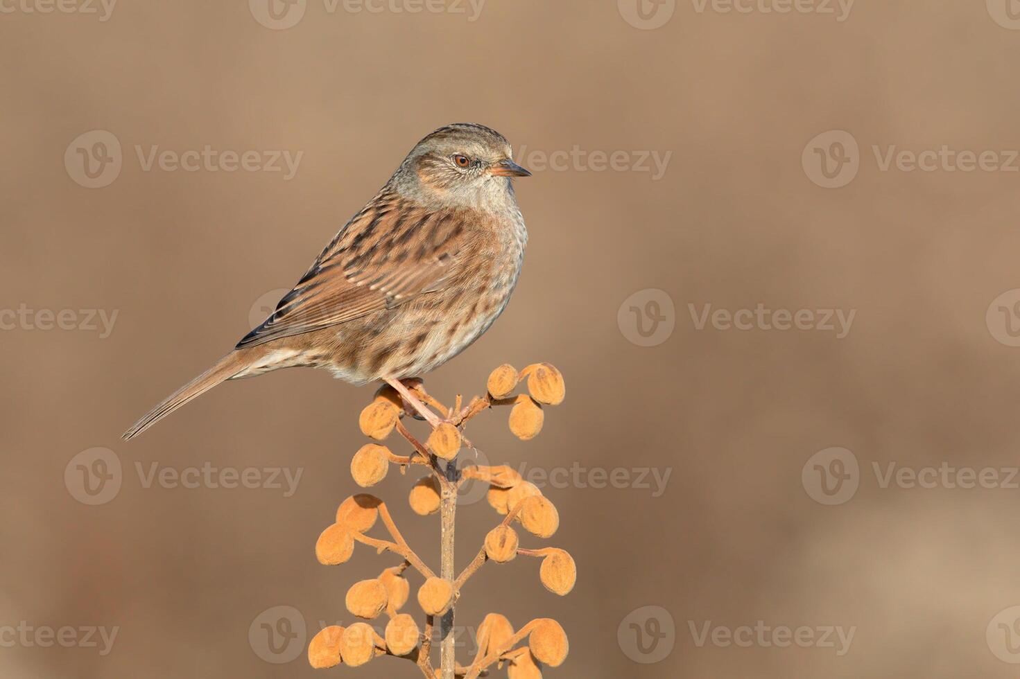 fågel fotografi, fågel bild, mest skön fågel fotografi, natur fotografi foto