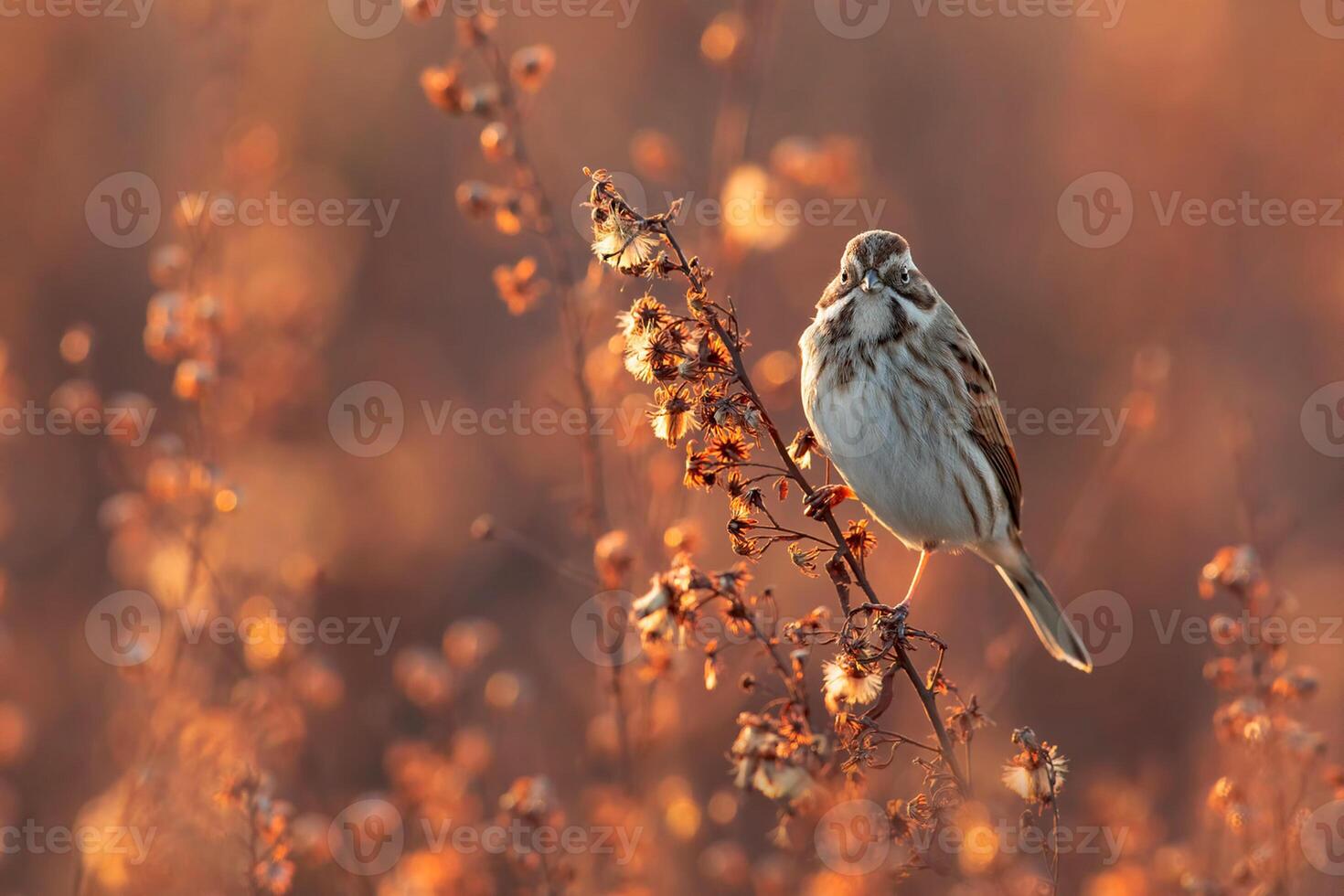 fågel fotografi, fågel bild, mest skön fågel fotografi, natur fotografi foto