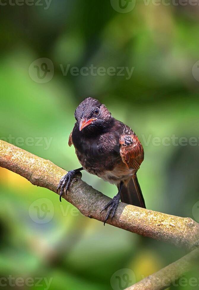 fågel fotografi, fågel bild, mest skön fågel fotografi, natur fotografi foto