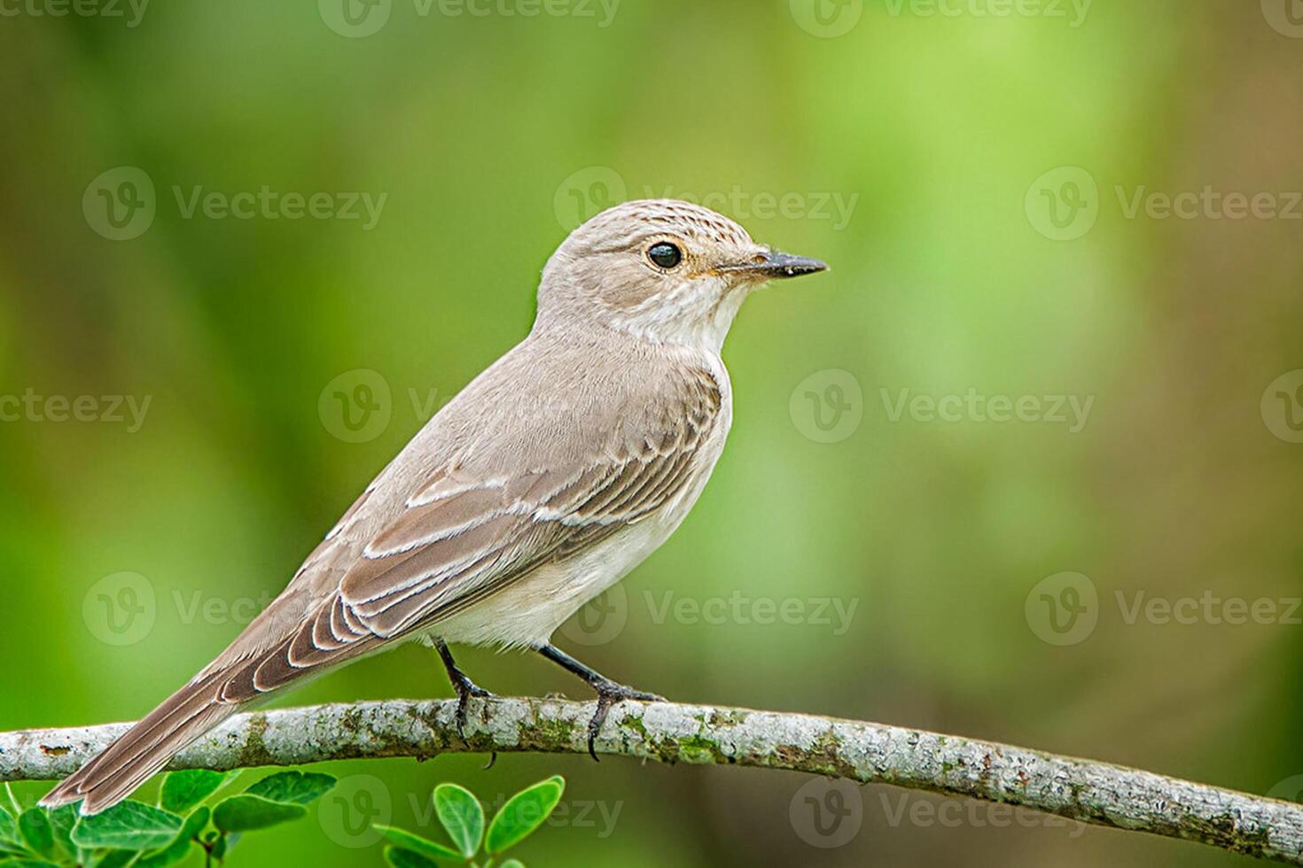 fågel fotografi, fågel bild, mest skön fågel fotografi, natur fotografi foto