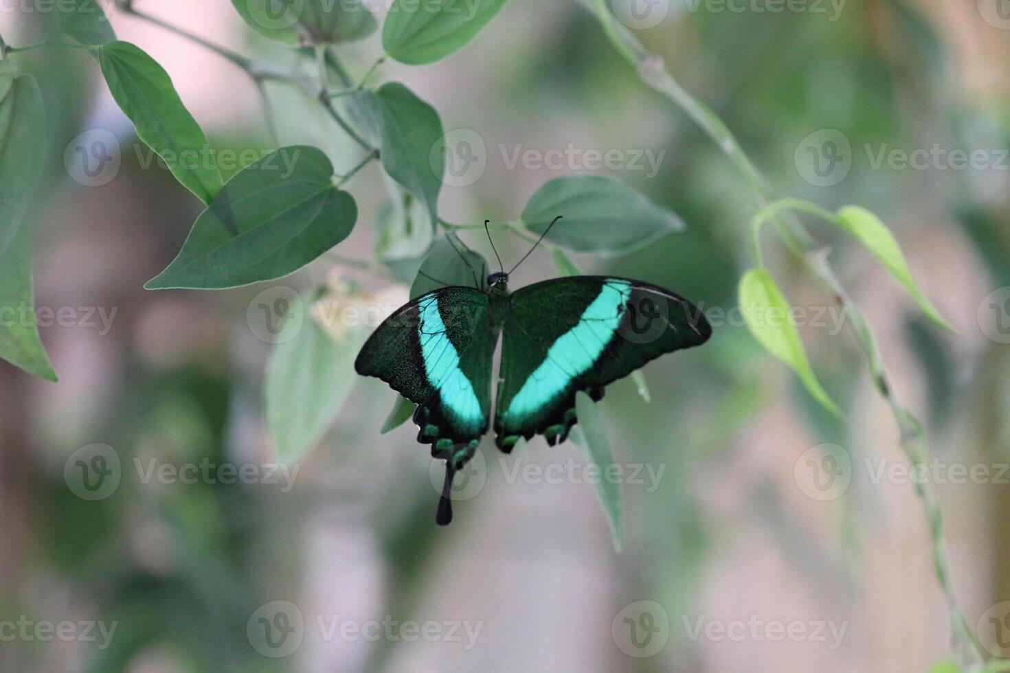 monark, skön fjäril fotografi, skön fjäril på blomma, makro fotografi, skön natur foto