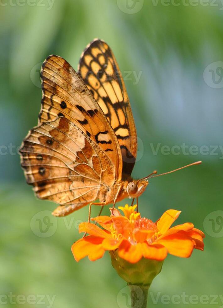 monark, skön fjäril fotografi, skön fjäril på blomma, makro fotografi, skön natur foto