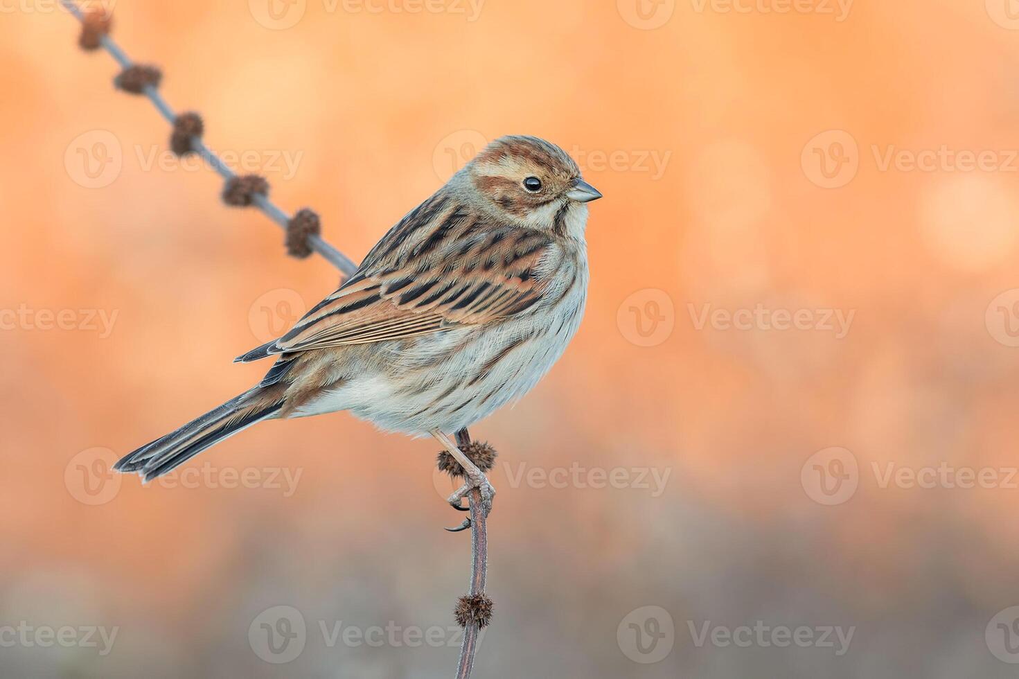 fågel fotografi, fågel bild, mest skön fågel fotografi, natur fotografi foto