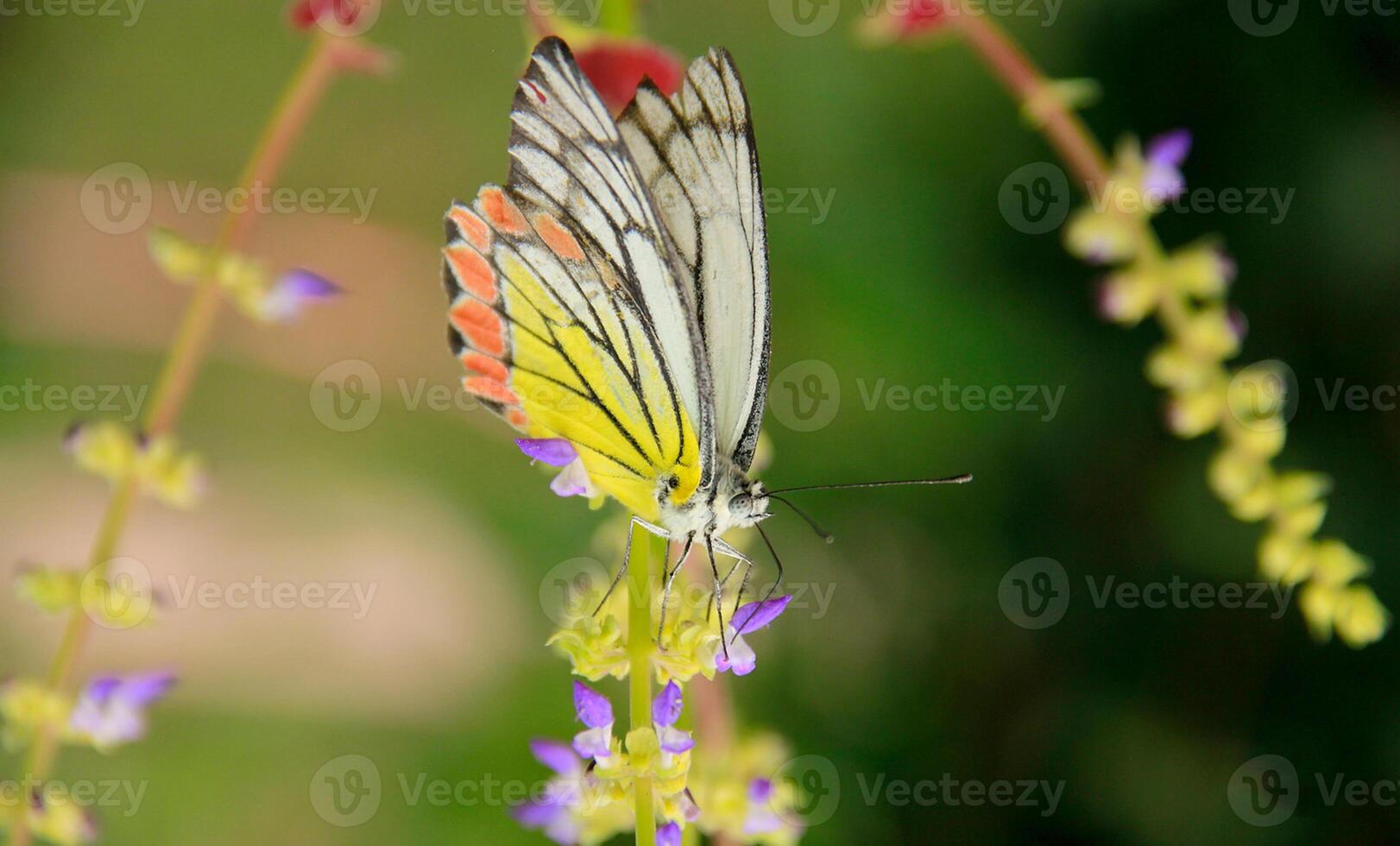 monark, skön fjäril fotografi, skön fjäril på blomma, makro fotografi, skön natur foto