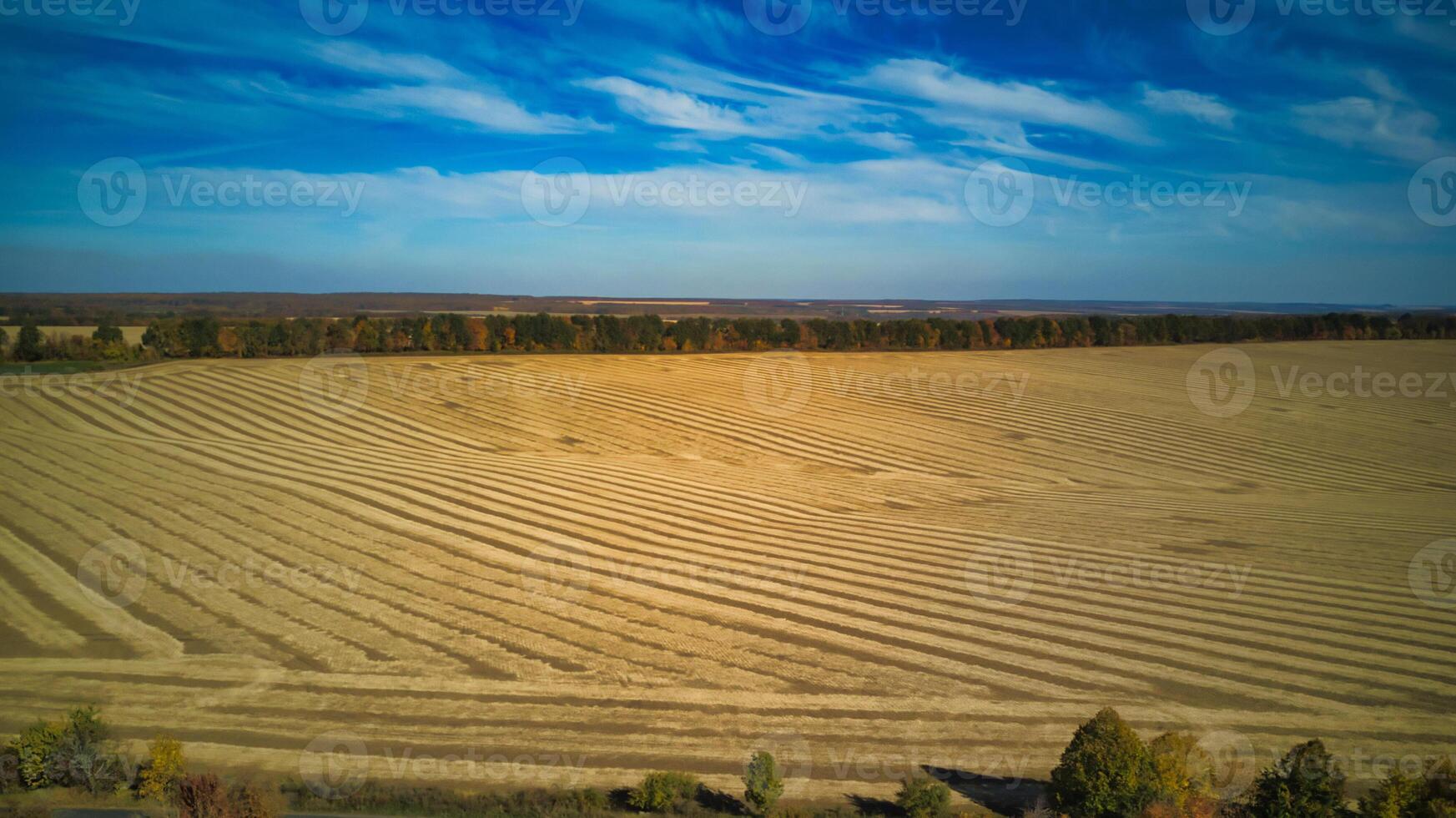 mogen vete fält och blå himmel med moln. jordbruks begrepp. lantlig landskap. vete äng. foto