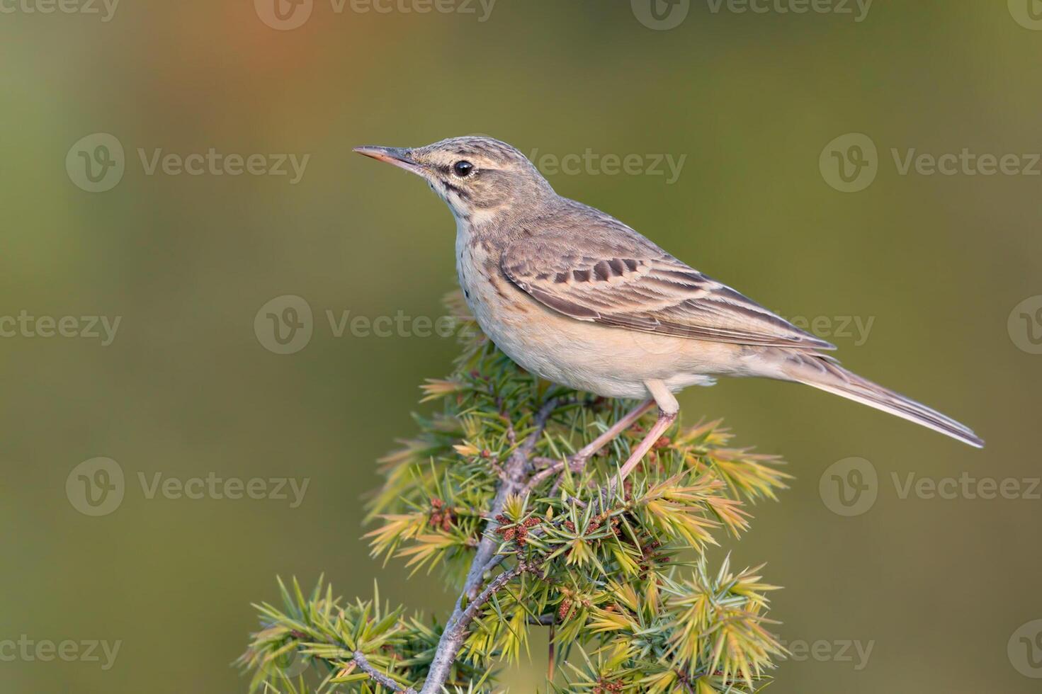 fågel fotografi, fågel bild, mest skön fågel fotografi, natur fotografi foto