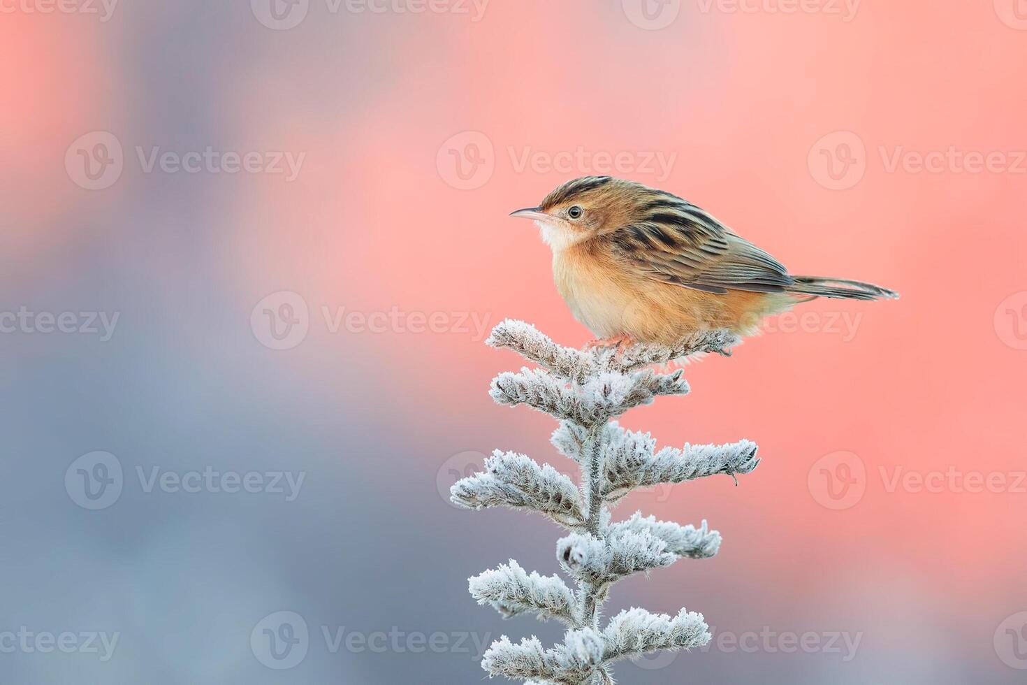 fågel fotografi, fågel bild, mest skön fågel fotografi, natur fotografi foto