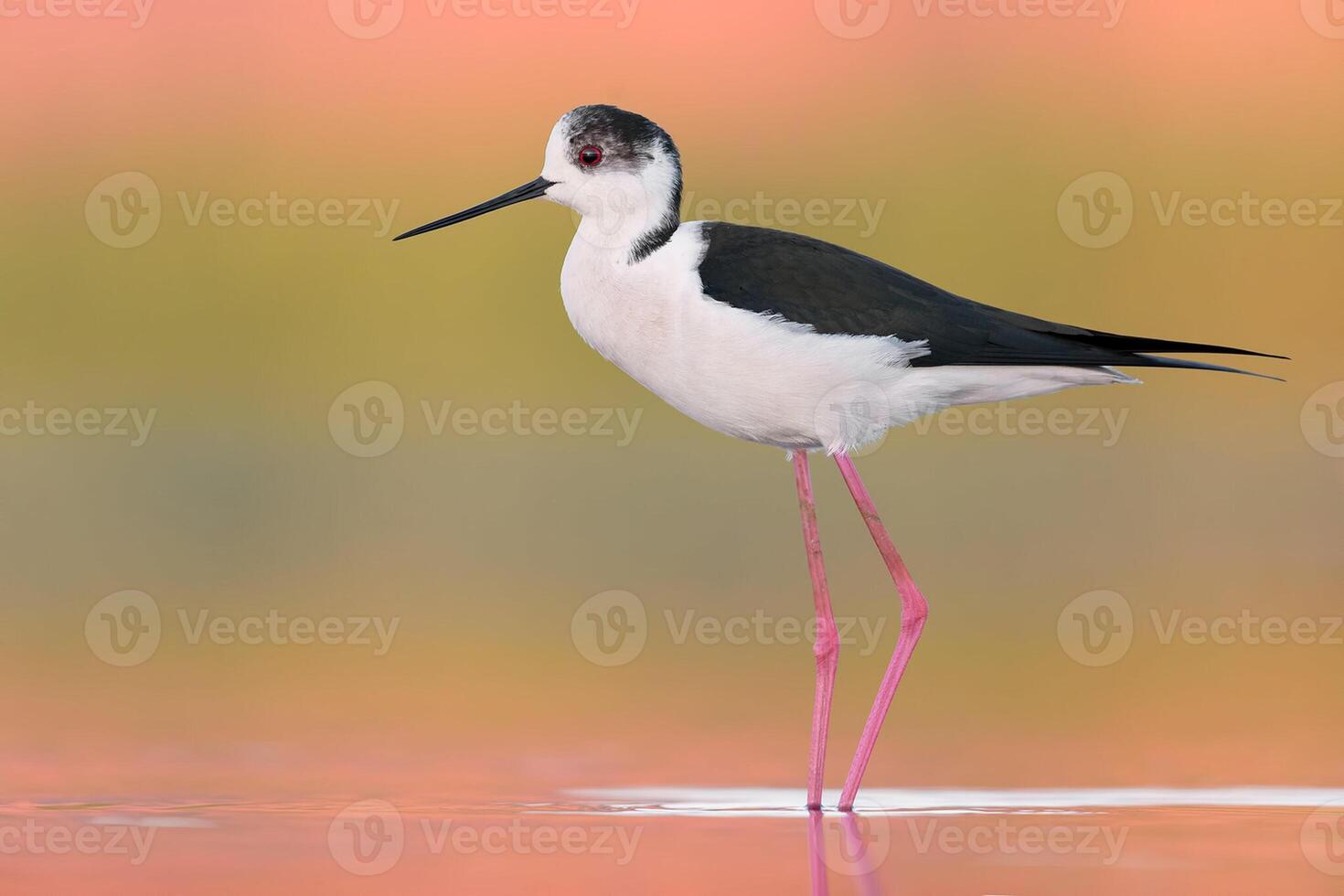 fågel fotografi, fågel bild, mest skön fågel fotografi, natur fotografi foto