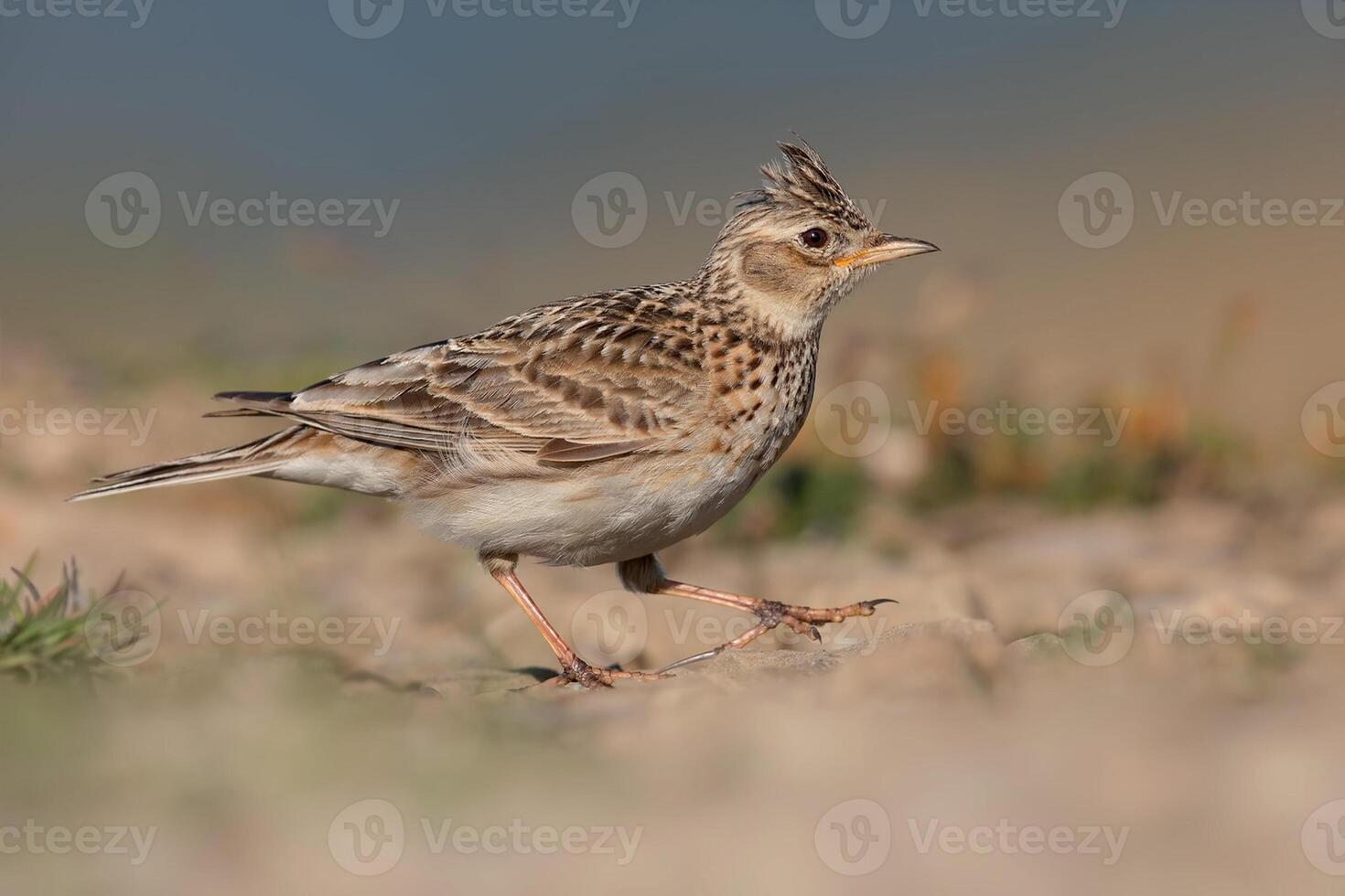 fågel fotografi, fågel bild, mest skön fågel fotografi, natur fotografi foto