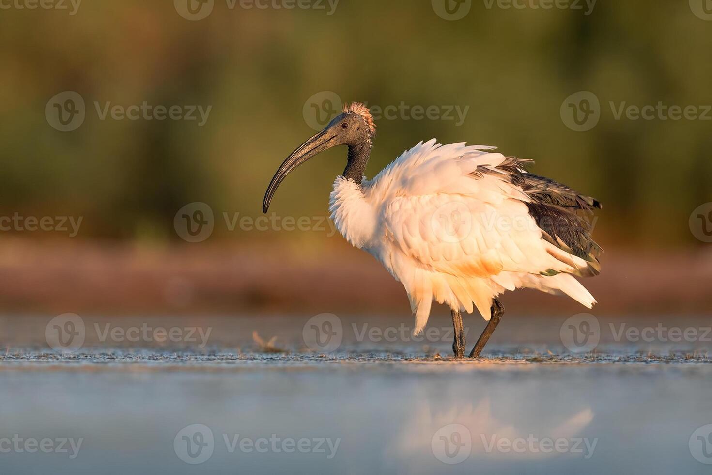 fågel fotografi, fågel bild, mest skön fågel fotografi, natur fotografi foto