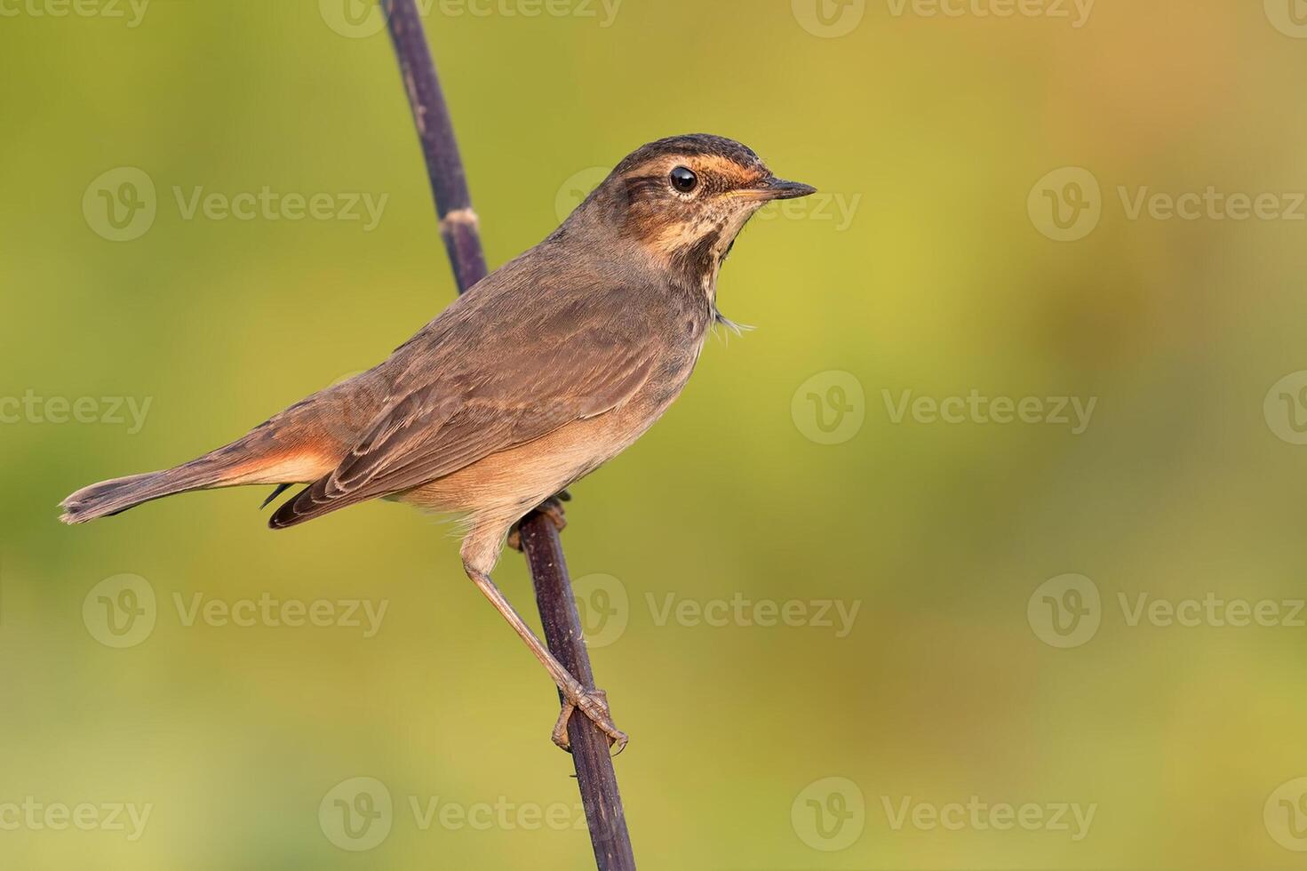 fågel fotografi, fågel bild, mest skön fågel fotografi, natur fotografi foto