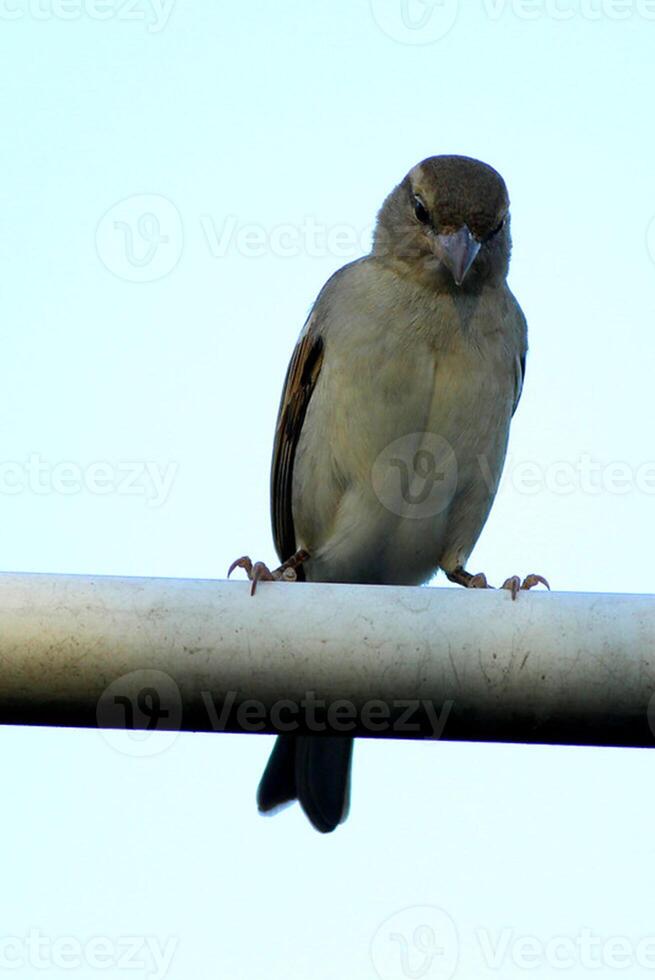 fågel fotografi, fågel bild, mest skön fågel fotografi, natur fotografi foto