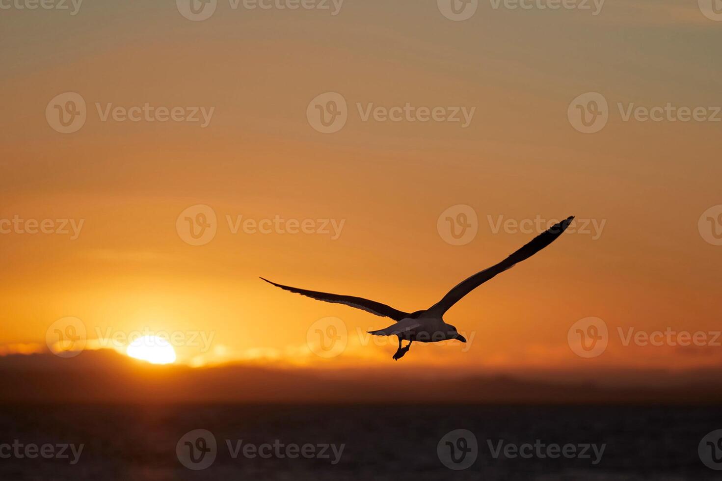 fågel fotografi, fågel bild, mest skön fågel fotografi, natur fotografi foto