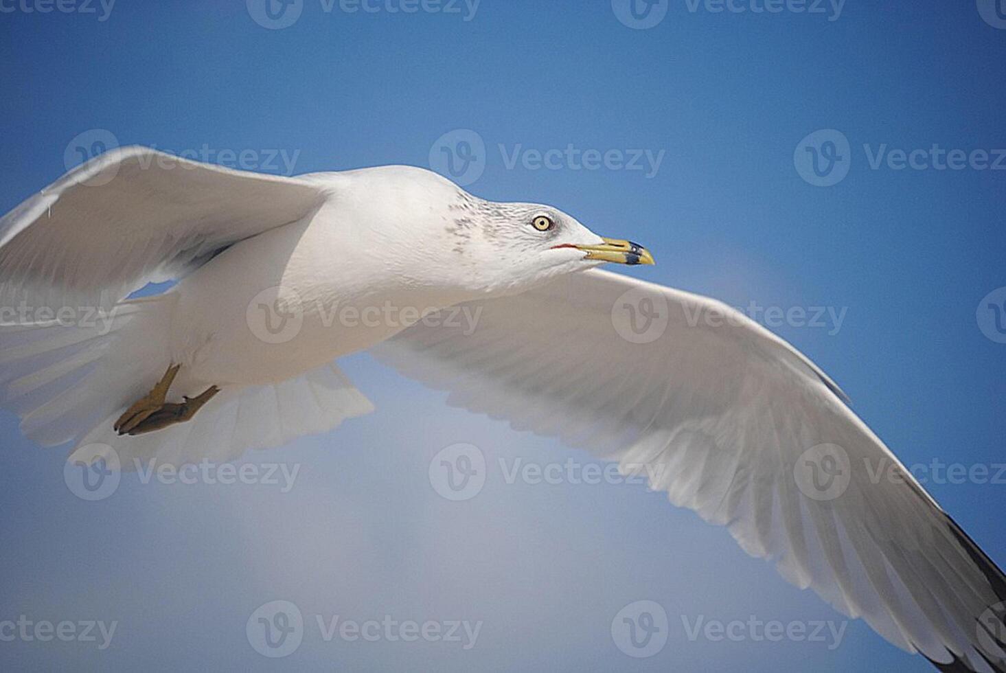 fågel fotografi, fågel bild, mest skön fågel fotografi, natur fotografi foto