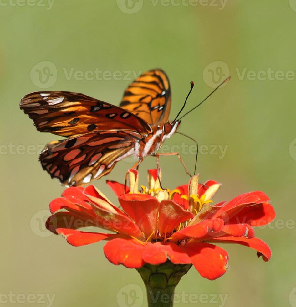 monark, skön fjäril fotografi, skön fjäril på blomma, makro fotografi, skön natur foto