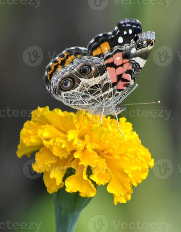 monark, skön fjäril fotografi, skön fjäril på blomma, makro fotografi, skön natur foto