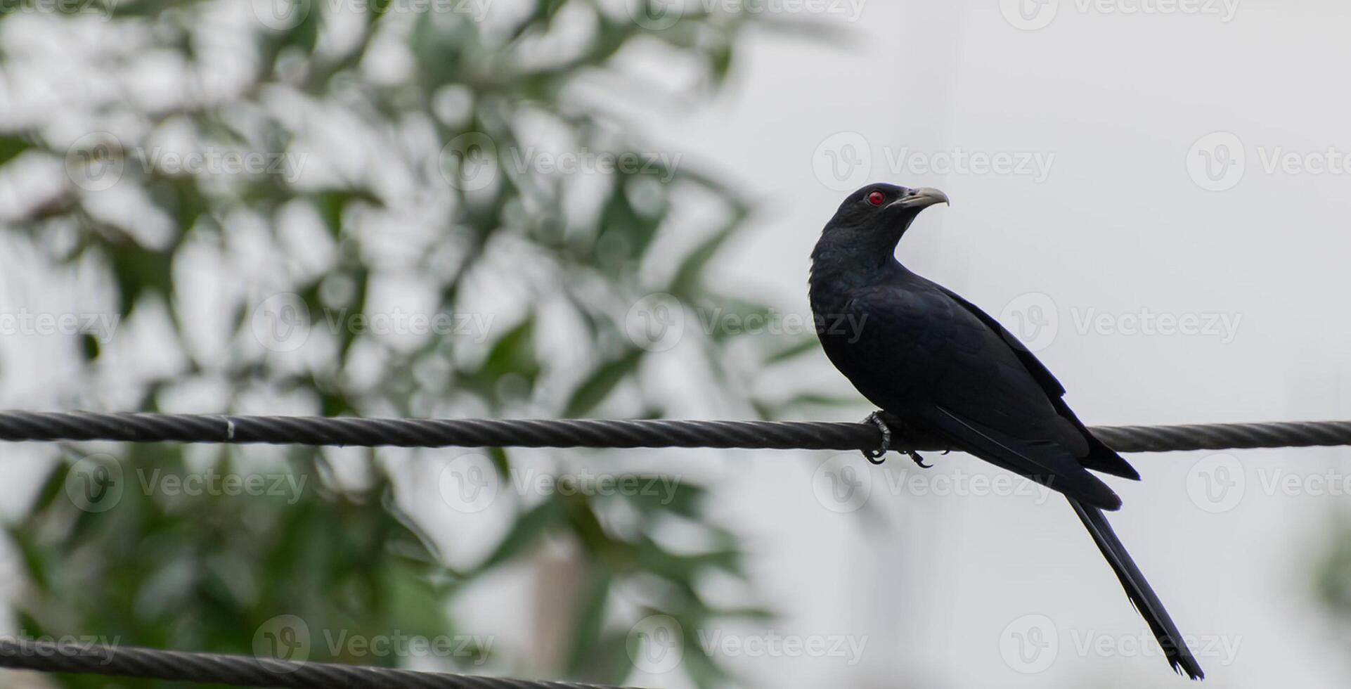 fågel fotografi, fågel bild, mest skön fågel fotografi, natur fotografi foto