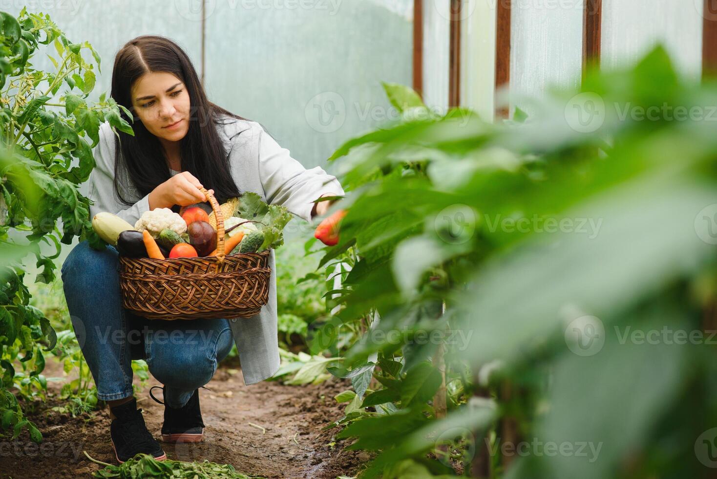 trädgårdsarbete och lantbruk begrepp. ung kvinna bruka arbetstagare med korg plockning färsk mogen organisk grönsaker. växthus producera. vegetabiliska mat produktion. foto