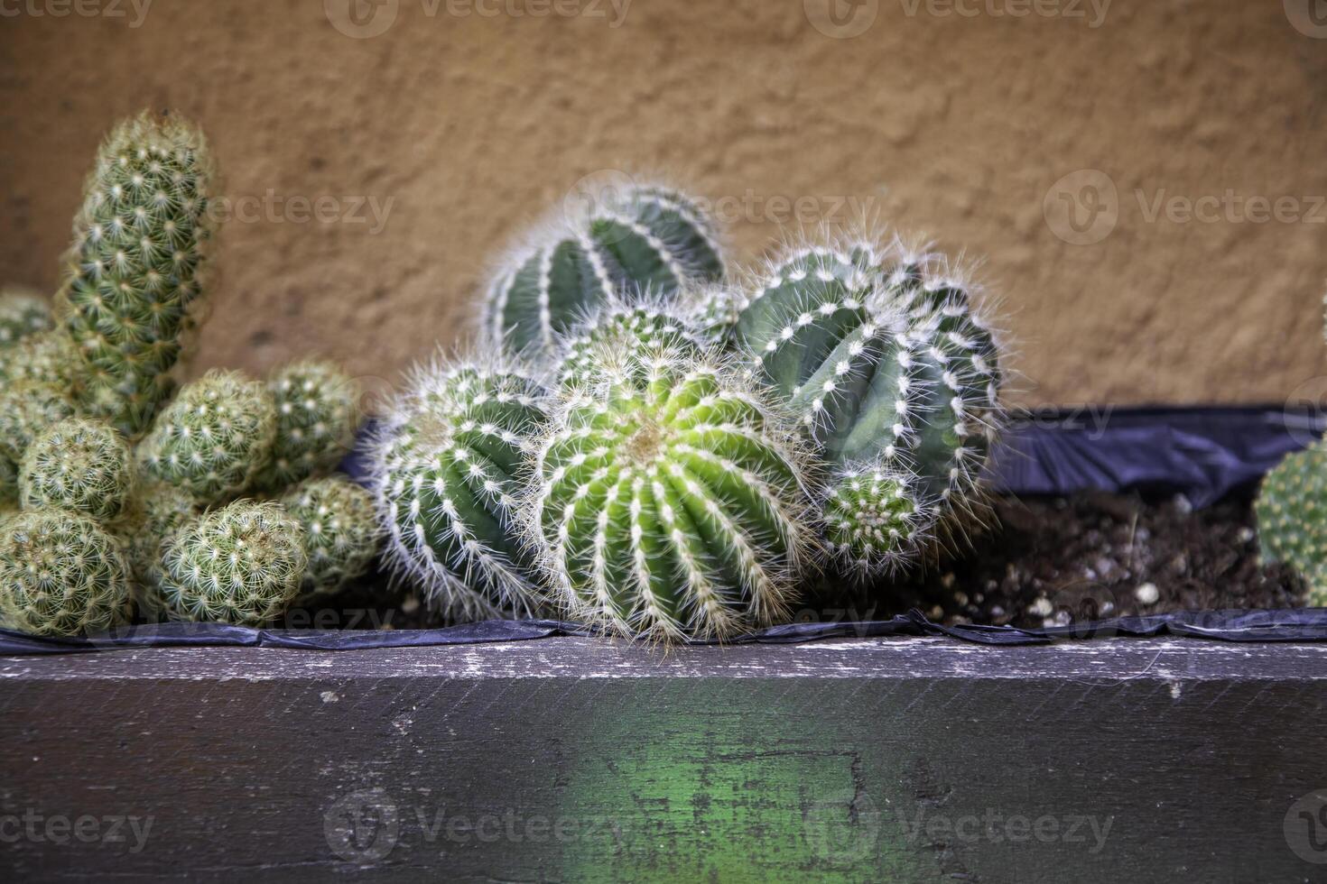 kaktus i en kruka foto