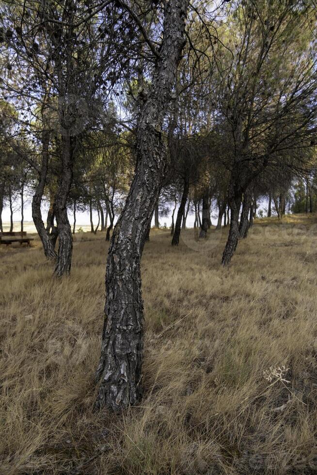 ensamt träd i skogen foto