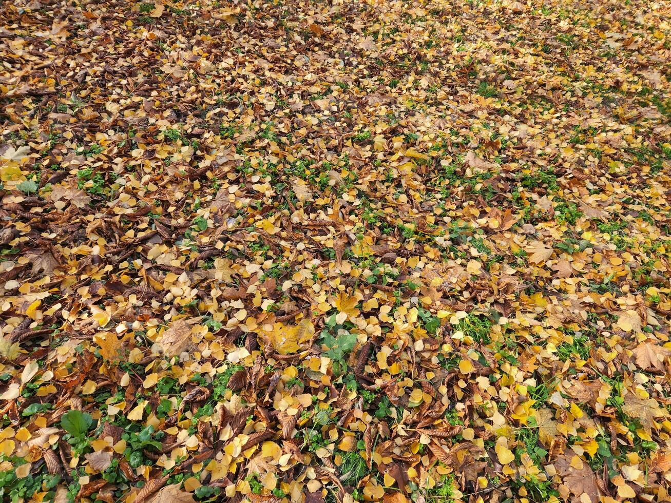 fallen löv. bakgrund av fallen höst löv. gul höst löv foto