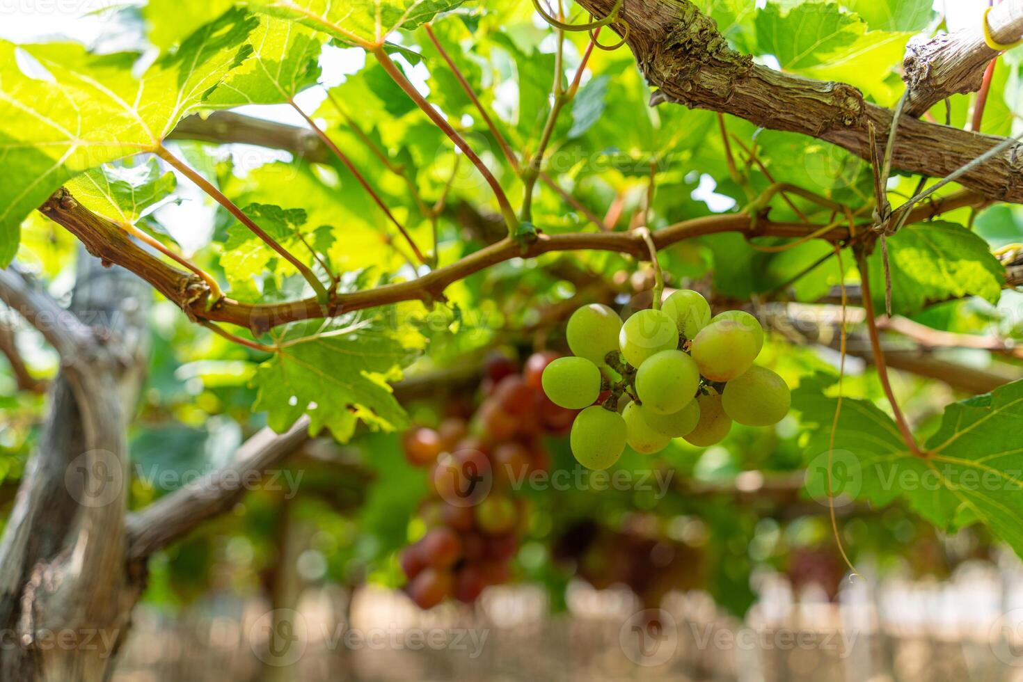 röd och grön vingård i de tidigt solsken med knubbig vindruvor UPPTAGITS lastad väntar röd vin näringsmässiga dryck i ninh thuan provins, vietnam foto