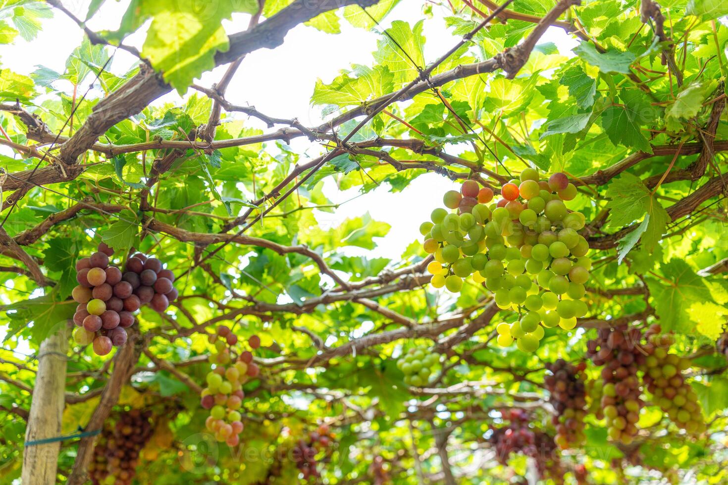 röd och grön vingård i de tidigt solsken med knubbig vindruvor UPPTAGITS lastad väntar röd vin näringsmässiga dryck i ninh thuan provins, vietnam foto