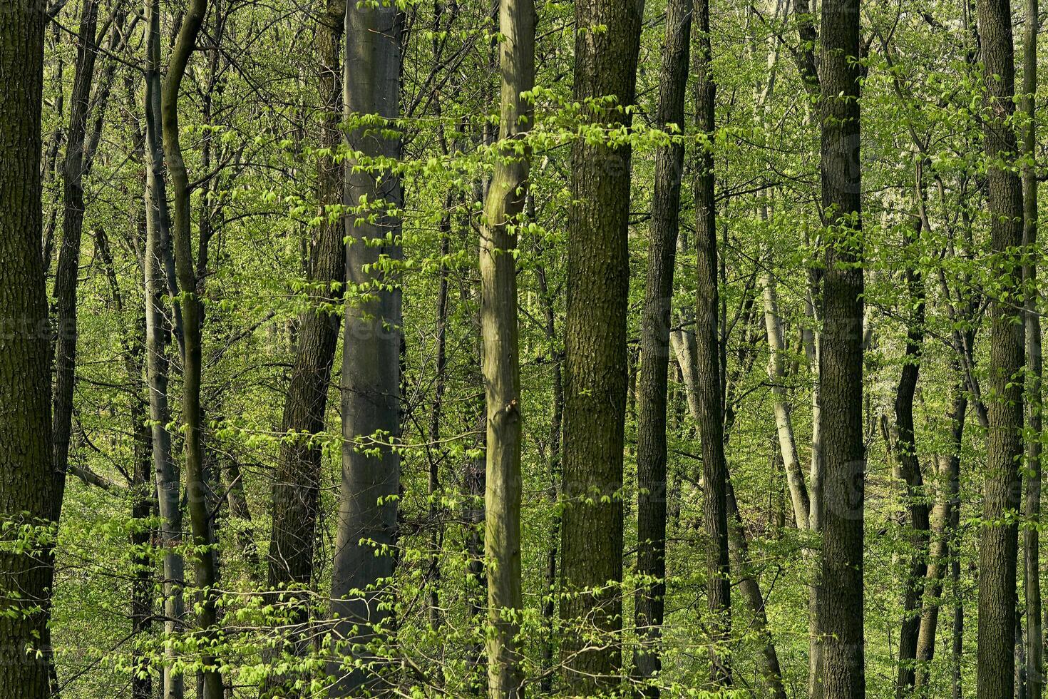 skog vår snår med lövfällande träd med ung blomstrande löv foto