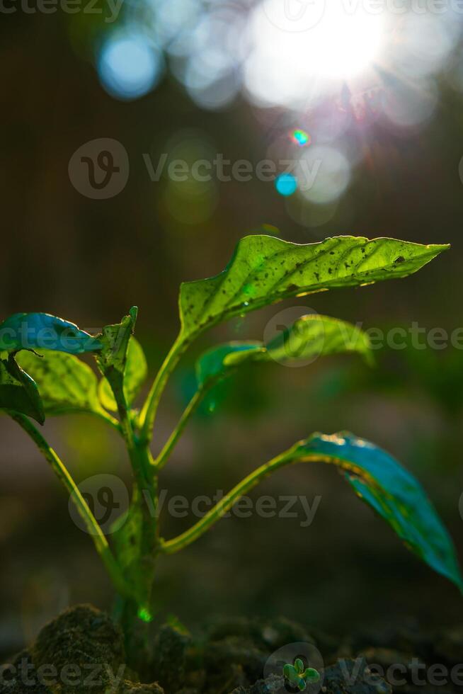 växt tillväxt bakgrund. en liten växt med direkt solljus och linsflammor. foto