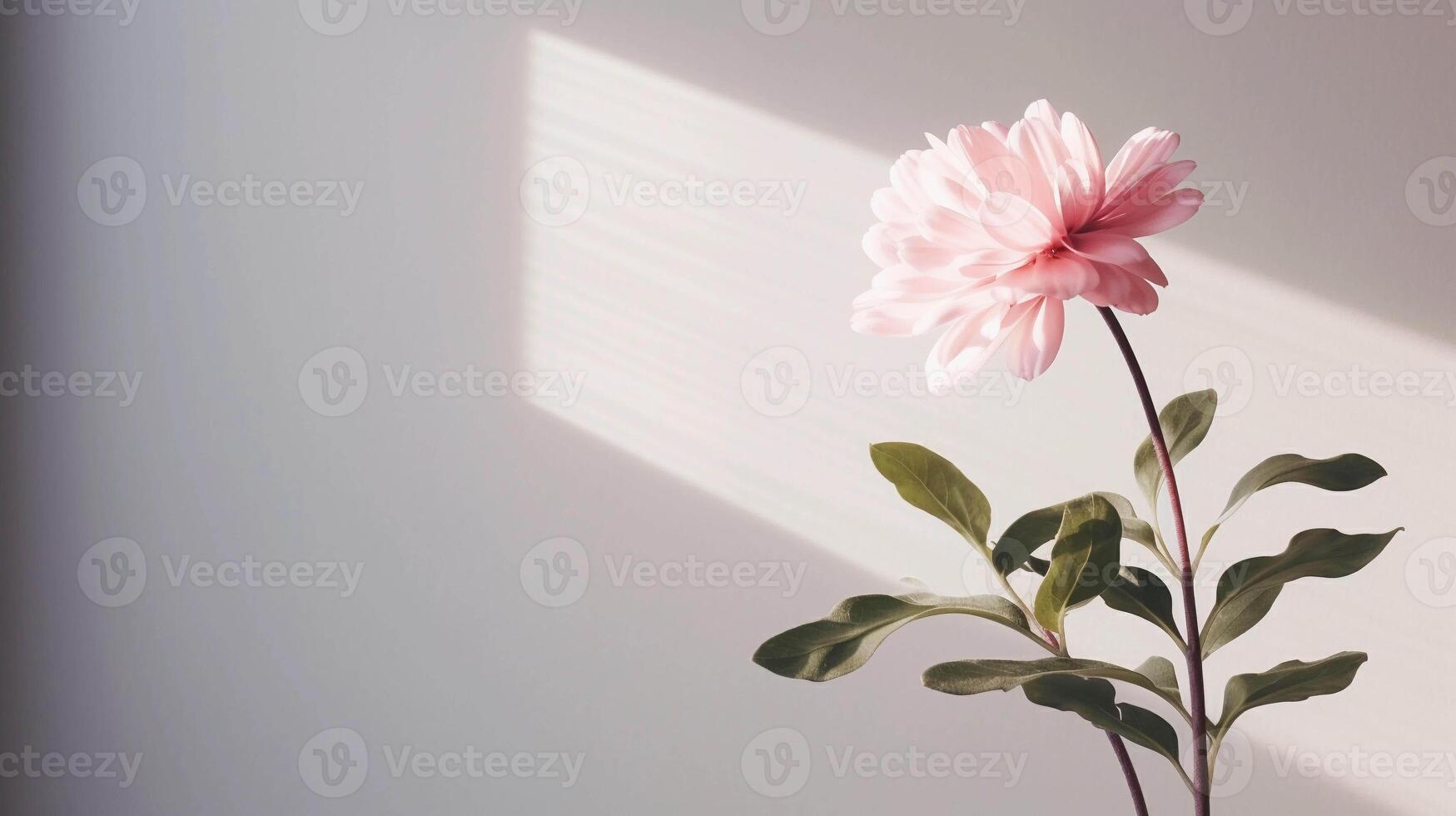 ai genererad pion blomma med skugga på en minimalistisk bakgrund. mjuk fotografi med de begrepp av skönhet och organisk vård foto