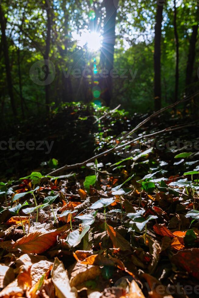 växter och solljus i de skog. biologiska mångfalden vertikal bakgrund Foto