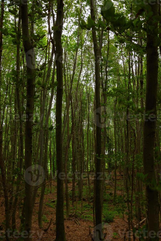 lång träd i frodig skog. kol neutralitet begrepp vertikal Foto
