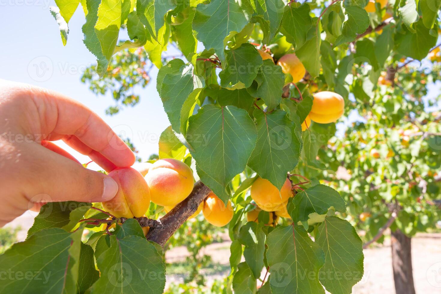skörd frukt från träd. man samlingg aprikoser från de träd foto