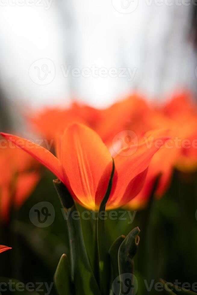 kronblad av ett orange tulpan i fokus. vår blommor bakgrund vertikal Foto