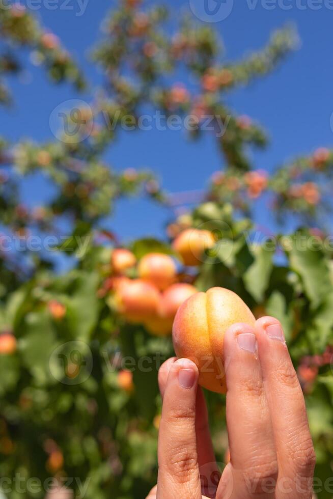 aprikos på de hand. kvinna innehav ett aprikos i de fruktträdgård foto