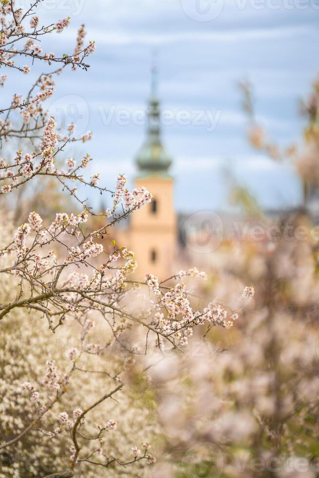 blomning grenar täckt blommor, pittoresk stadsbild prag i vår tid. blommande äpple parkera petrin i Sol ljus. foto