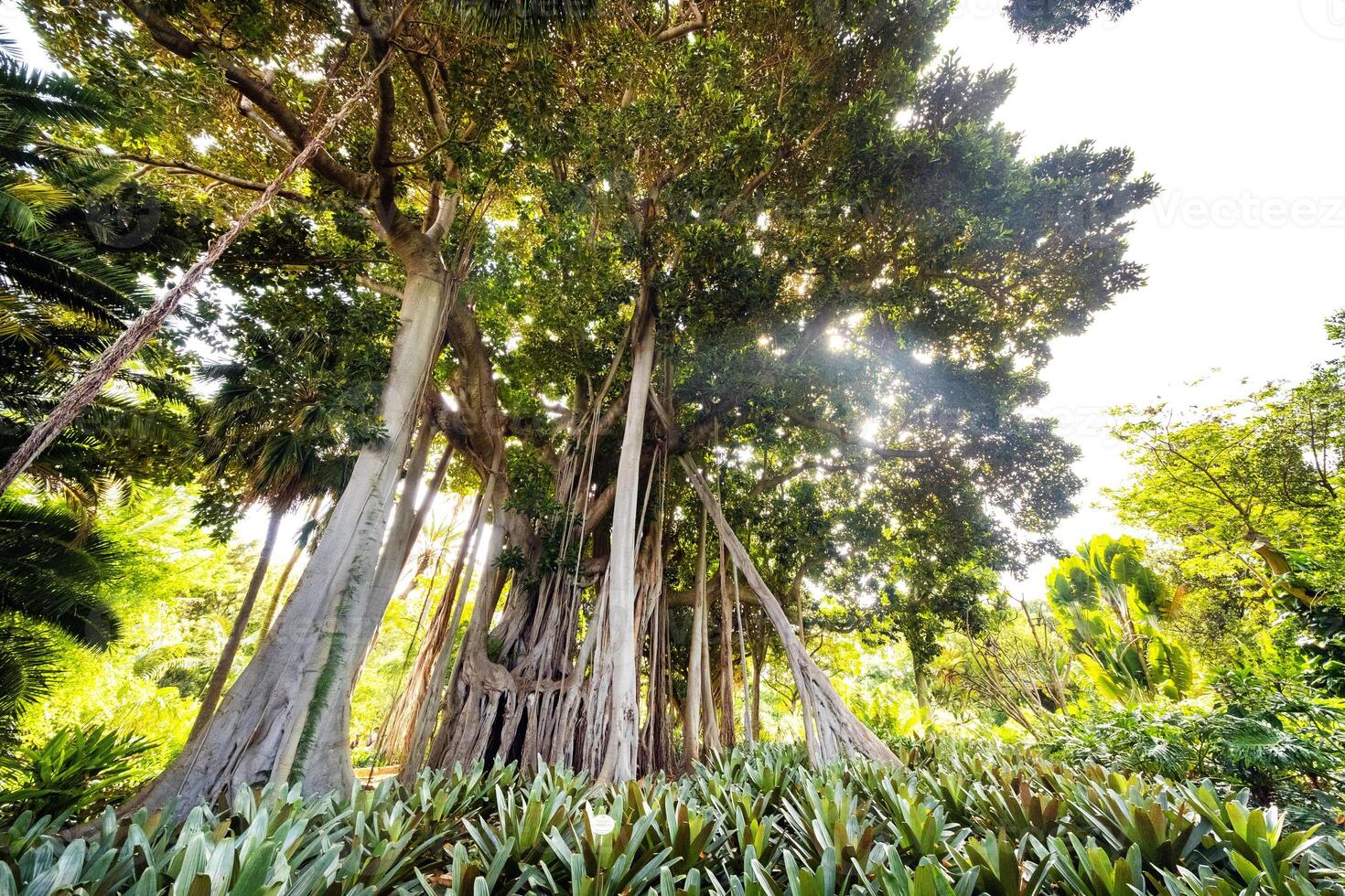 ficus träd. gplant i en parkera i puerto de la cruz. nordlig teneriffa, kanariefågel öar, Spanien foto