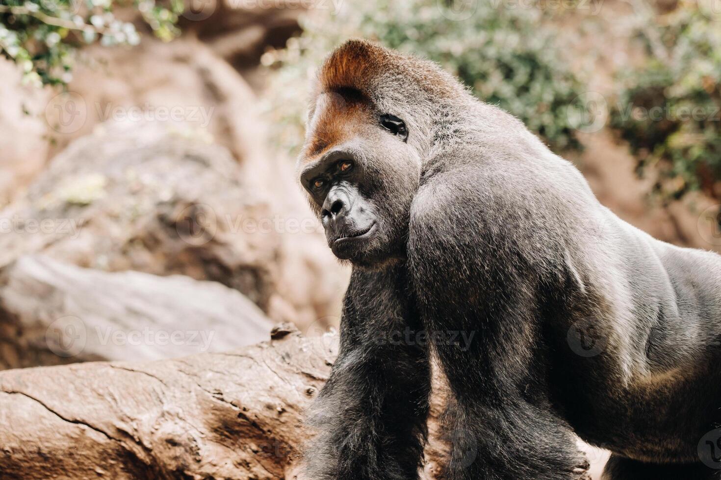 en Västra lågland gorilla med en pösig uttryck.den gorilla utseende på mig foto