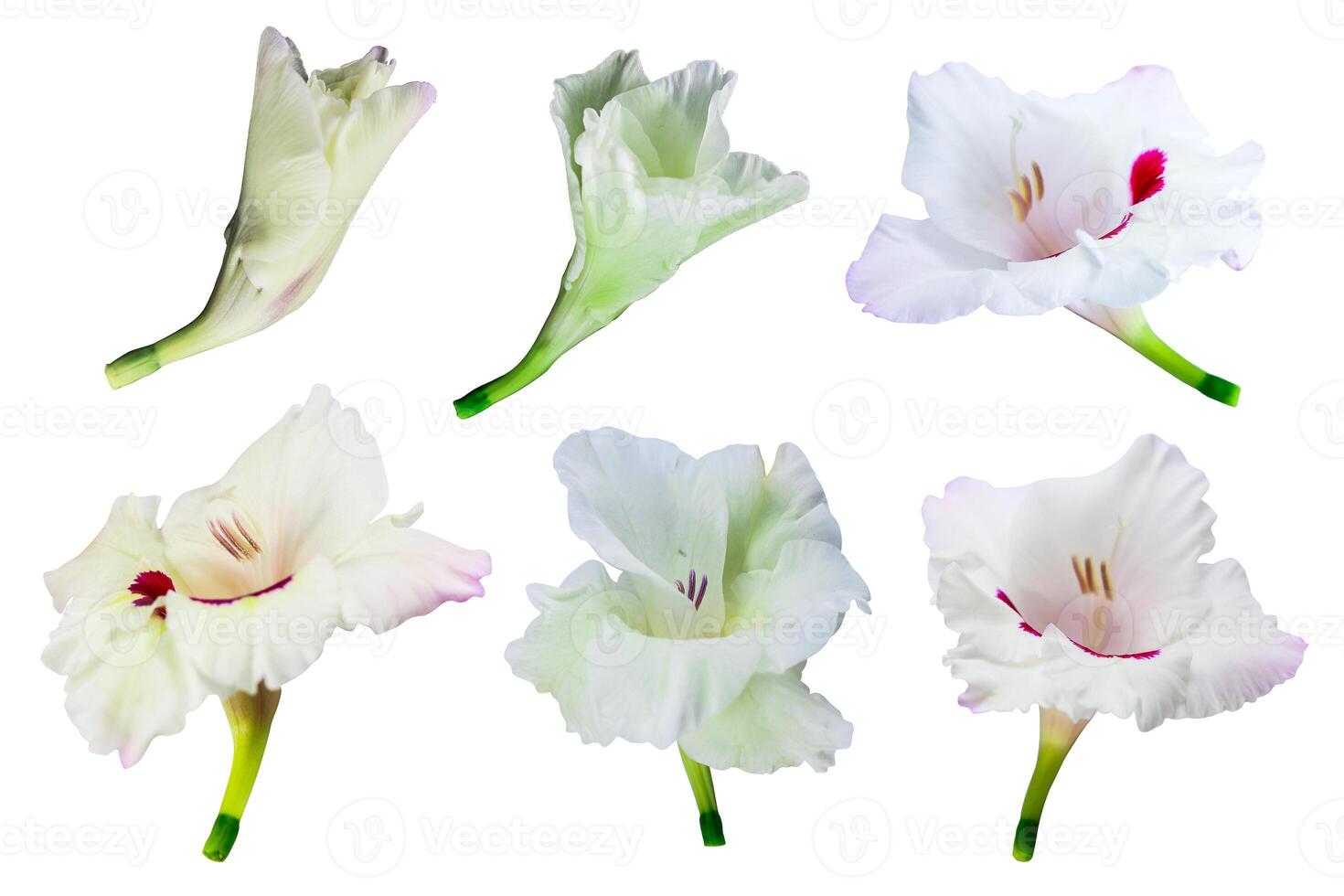gladiolus blomma isolerat på en vit bakgrund, klippning väg inkluderad för lätt urval foto