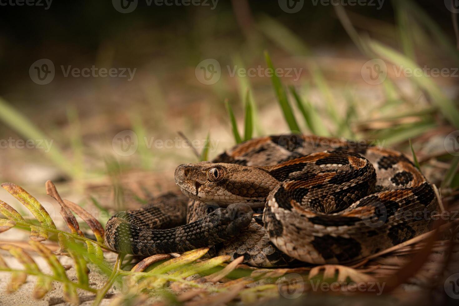 timmer skallerorm, crotalus horridus foto