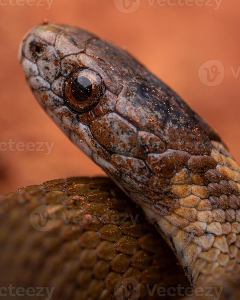 rödbukad orm, storeria occipitomaculata foto