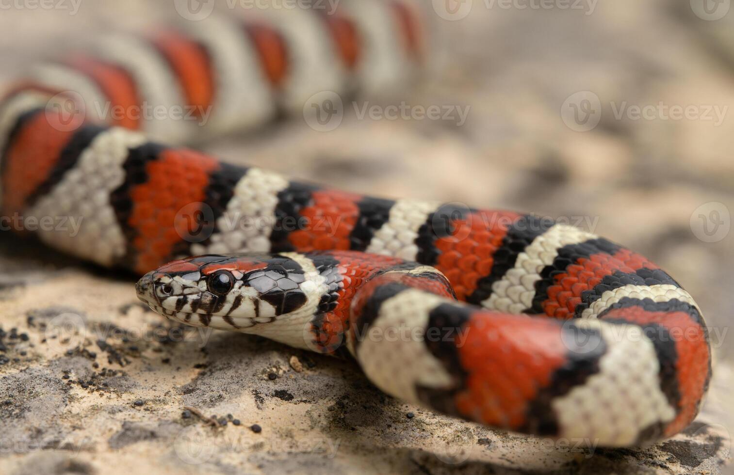 Västra mjölk orm, lampropeltis gentilis foto