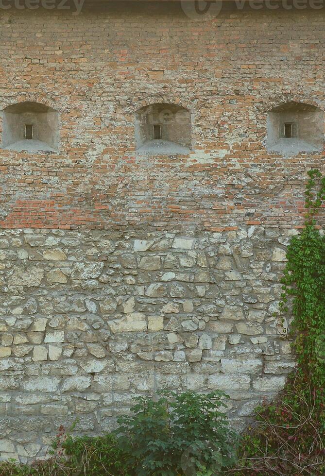 stor sten vägg av ett gammal slott, bevuxen med massiv murgröna grenar i lviv, ukraina foto