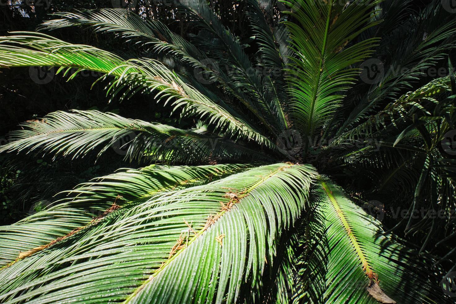 ormbunke handflatan sago handflatan cycas revoluta stänga upp foto