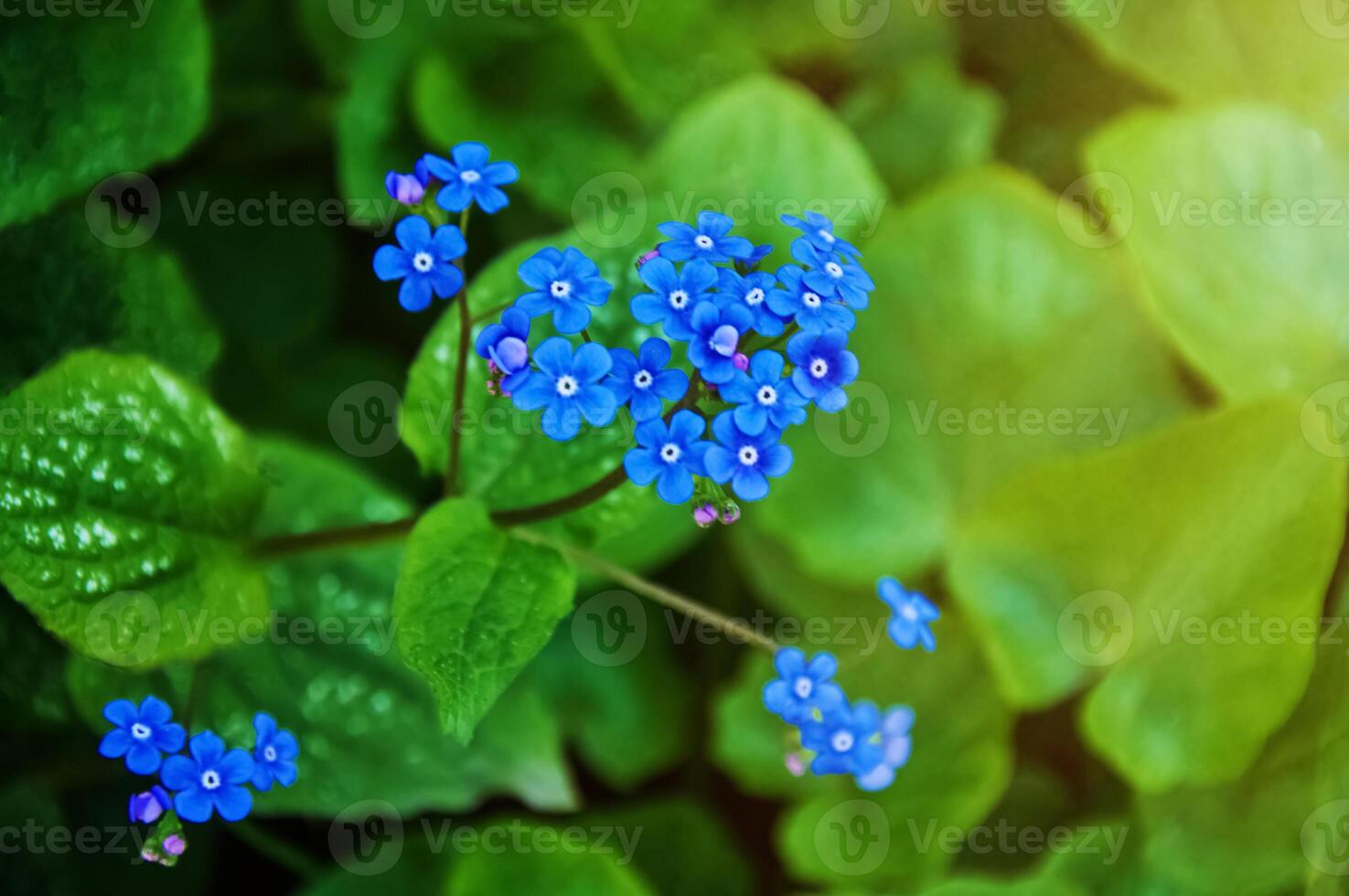 blå vår blommor. myosotis sylvatica vår blommande säsong. blommig bakgrund foto