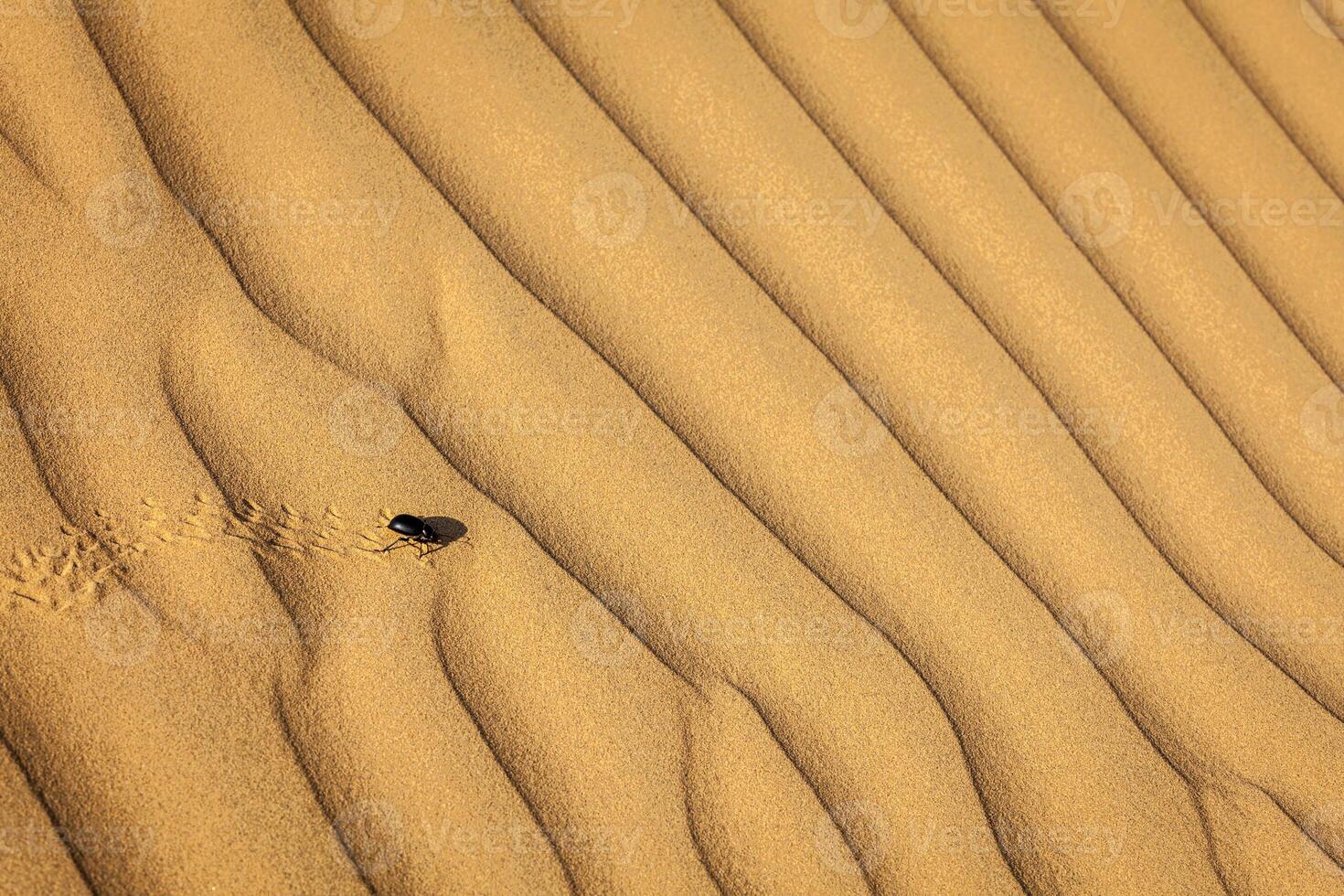 scarab scarabaeus skalbagge på öken- sand foto