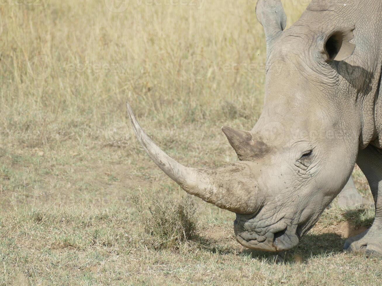 bred mun vit noshörning maasai mara foto